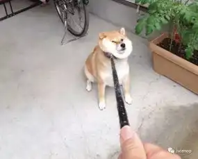  清明过了,你给你的表情包上坟了么