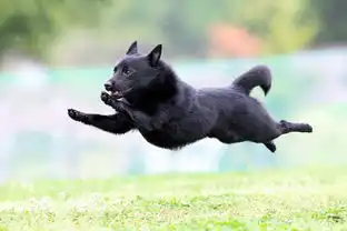  超萌日本飞行狗摄影大赛让爱犬飞起来