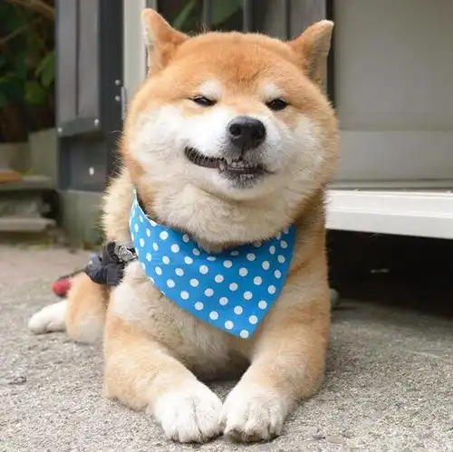  表情最丰富的柴犬,被誉为柴犬中的王中王,还是出过写真的狗狗