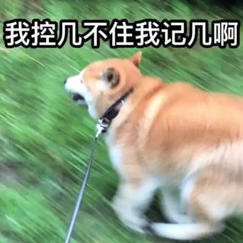  喜欢了那么多年的男神居然是只柴犬
