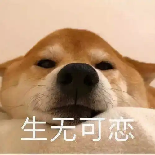  表情包柴犬冬季懒床表情,我再睡一会儿