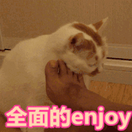  每日一笑,网红猫去世,我们的表情包回喵星球了