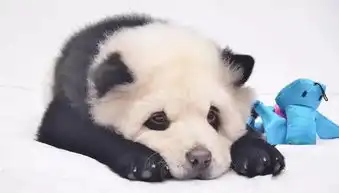 给狗狗染色时需要注意哪些问题