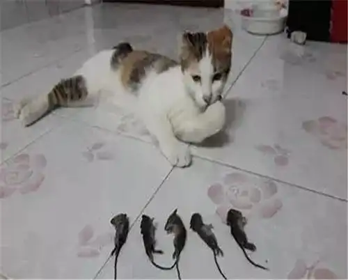 一把抱住表情包家鼠
