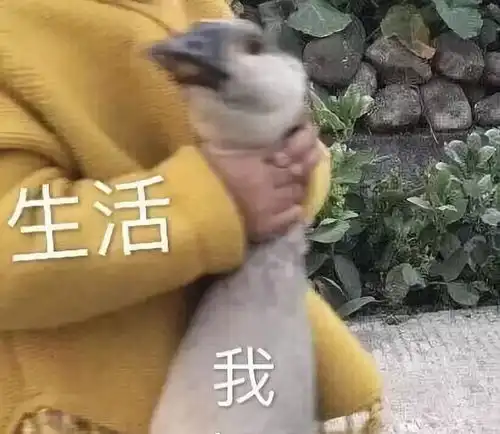 你在骂孙笑川表情包神奇
