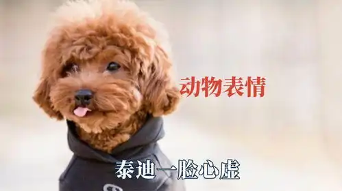  在动物的身上看见了人的表情,泰迪一脸心虚,猫咪被烟花吓到震惊
