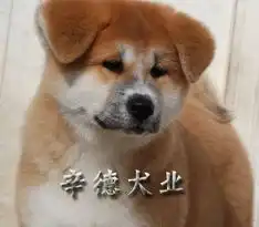  忠犬秋田犬北京朝阳区狗市