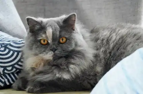  吸完几百只猫猫狗狗,我们从中选出了30只最可爱的给你