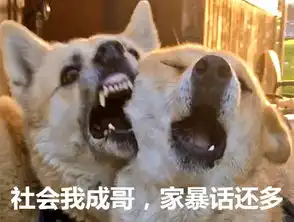 cheese狗子表情包相爱相