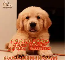  标题广州金毛犬价格广州金毛犬哪里有卖广州金毛犬哪里买好盛大专卖