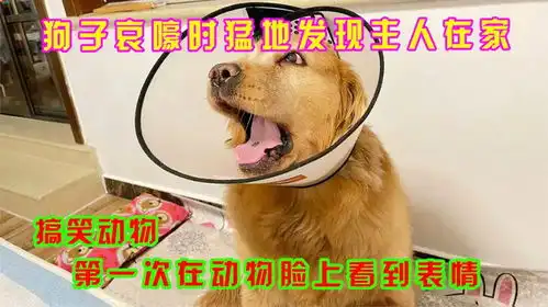  第一次在动物脸上看到了表情狗子放声哀嚎时猛地发现主人在家