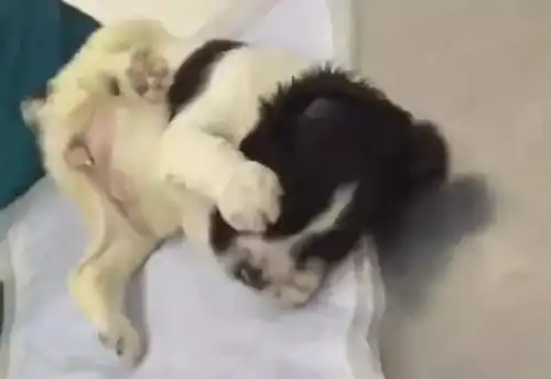  10种狗狗打针时的表情,都是表情帝