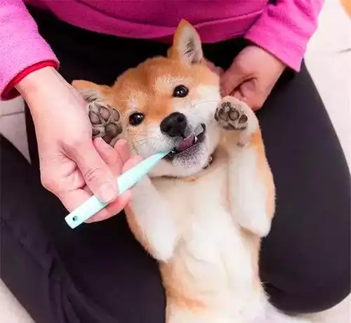  柴犬靠刷牙被众人熟知,每一个片段都是表情包