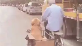 爱犬在宿迁义乌商贸城走丢了都怪我祈祷抱走它的人能够善待它它真的是个很乖很听话很懂事的好狗狗同时因为心情很糟糕不能更新视频,希望大家能理解