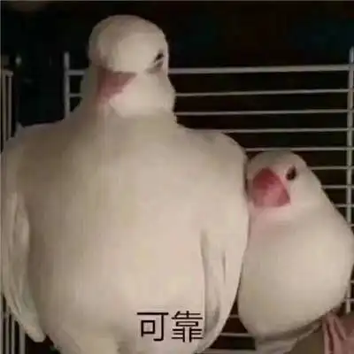  好笑的鸽子表情包你醒啦你已经被鸽了