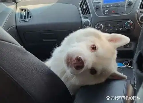  二哈以为出去玩,当听到要去打针,表情瞬间垮掉