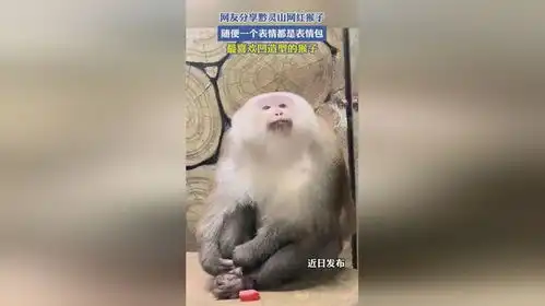  网友分享黔灵山网红猴子,随便一个表情都是表情包