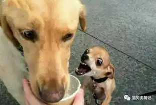  狗狗真的饿的表情图对照一下你家的