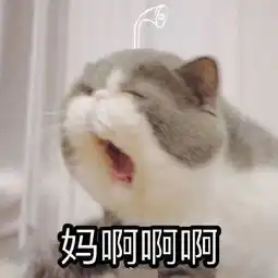  猫咪跟妈妈要生活费表情包妈,我没钱啦