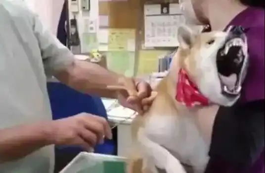  判若两狗的香艳场面只需一盆洗澡水...