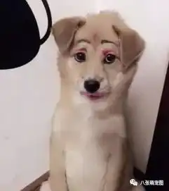  摊上一个二货主人,狗生真的艰难....