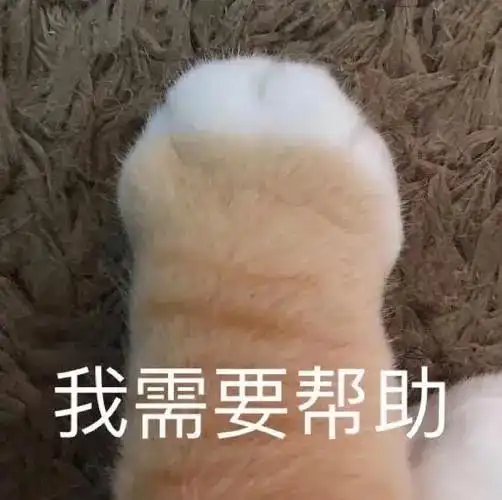  两次养猫都失败,不是崩溃想送人,就是反被猫咪嫌太穷