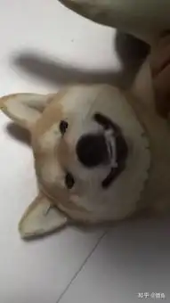  为什么柴犬会笑呢