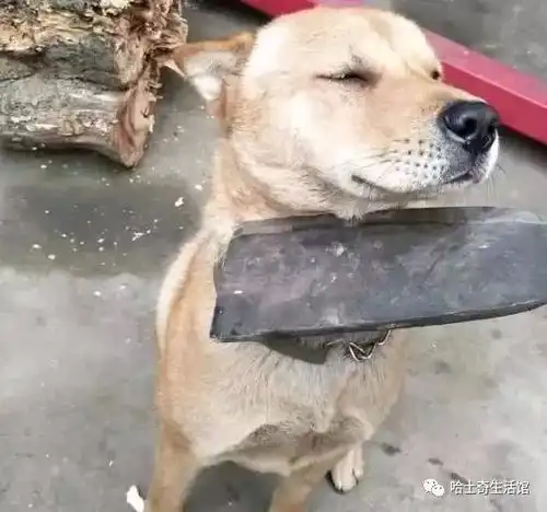  狗狗犯错后死不认账,主人用刀架在它脖子上,然而狗狗的反应让人哭笑不得