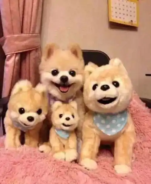  难过萌翻全世界的网红狗俊介去世,楼楼也走了,上帝把我们的表情包都带走了...