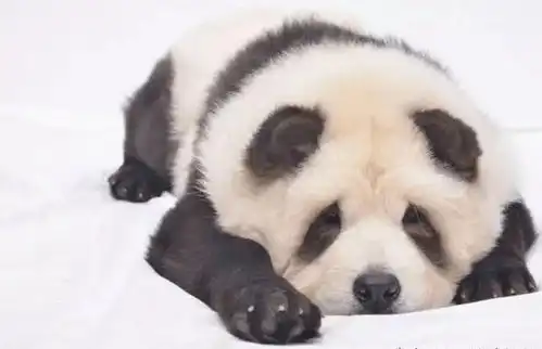  最长寿的狗狗有哪些