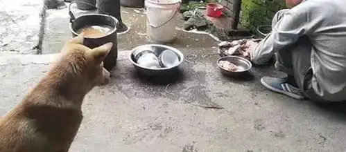  狗狗正在和母鸡打架,突然主人将母鸡现场杀了,狗狗表情让人笑喷