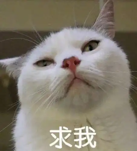 猫咪吓出双下巴表情包分