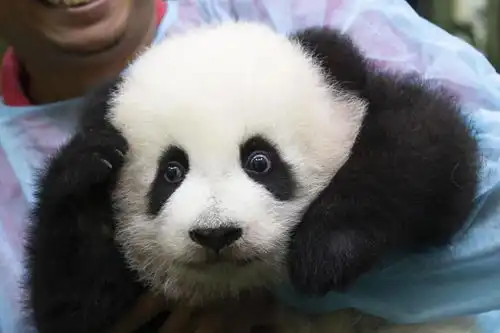  救救小熊猫小熊猫