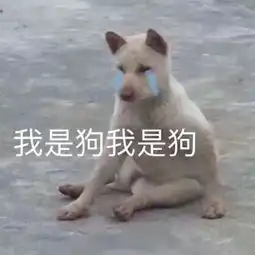  土狗做错了什么,要被禁养虐打人犯错,狗背锅