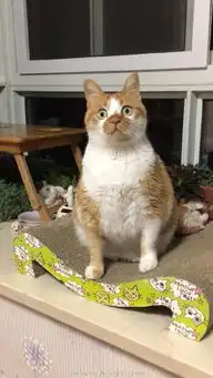  网友说别人的猫咪都是优雅高傲的,为啥我的是这样的