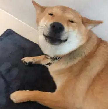  柴犬在挨棍棒教训前,一个习惯性动作惹笑了主人,免去一顿胖揍