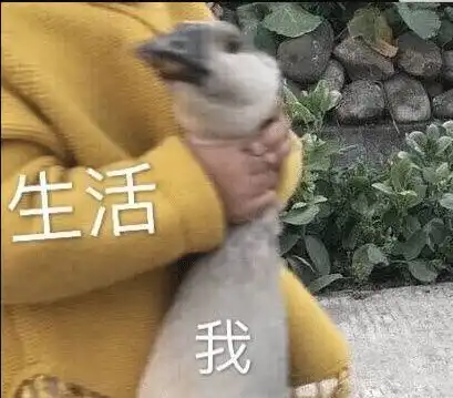 你在骂孙笑川表情包借钱