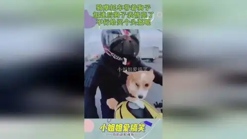 cheese狗子表情包头盔