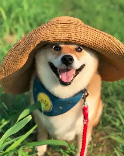  我不想我不想不想回家这只贪玩的柴犬就是行走的表情包