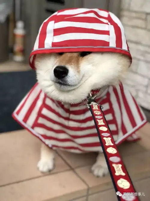 柴犬挨打表情包我不想回