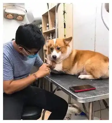  狗狗指甲太长,被主人带去修剪,看到剪刀狗狗眉头皱成表情包
