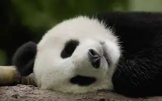  可爱的动物人类的朋友十一大熊猫