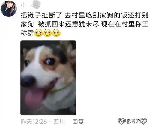  全国狗狗犯错后的统一表情,对比简直不要太明显,心虚全写在脸上