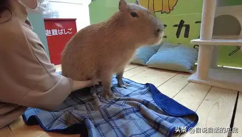  水豚情绪稳定,为什么它有治愈心灵的魔力