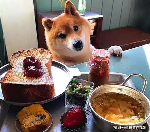  呆萌柴犬陪主人吃饭,表情可爱火爆ins,网友真让人羡慕