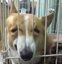  为什么我家狗子和网上差距那么大难道狗子也有买家和卖家的差别