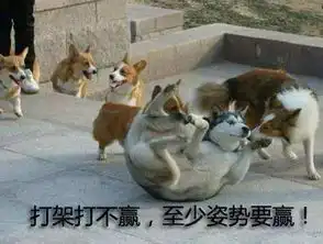  盘点最爱惹事的5种狗狗,主人在身边就天不怕地不怕