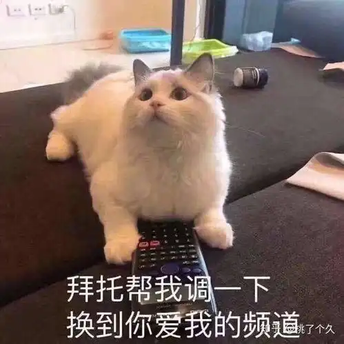  适合撩汉的可爱猫猫狗狗表情包速来收藏