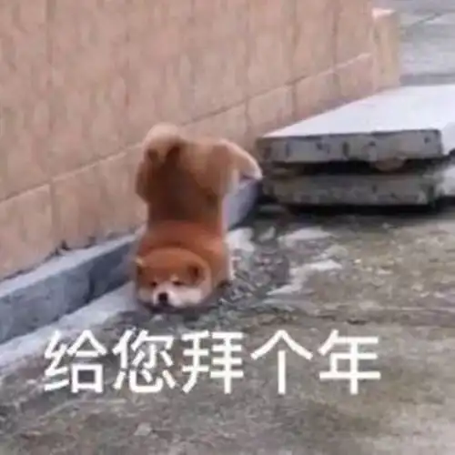  你永远不知道,腿短对一只狗意味着什么