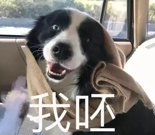  养了一只智商高的狗,但不是很省心呀